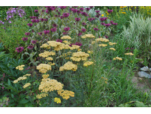 ������������� ������������