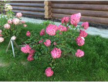 ������� �����.