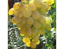 �������� ������� ��������� 160���..jpg