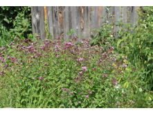 ������. (�������)