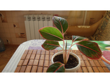 ��������� Siam Aurora