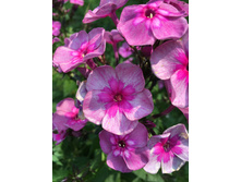 ����� Magic Blue