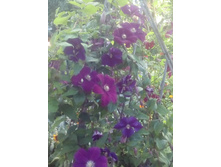 IMG 20160717 172339[1].jpg