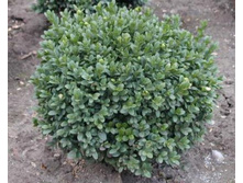������ Buxus sem. Blauer Heinz - 1,55  ������ �� ������������  � ������ 1 ���
