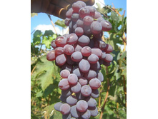 �������� ������ ��������� 160���..JPG