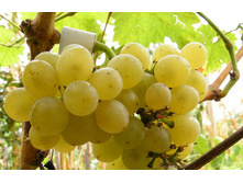 �������� ����� ������� 160���..jpg