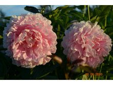 ���� ���� ������