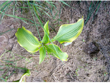 ���� �����