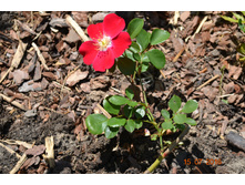 ������� �������