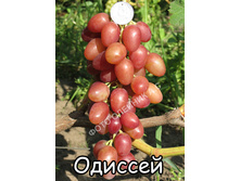 �������� ������� 160���..jpg