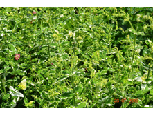 ���� ����������� 30-50� (���� �� ������� �������)