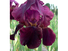 ���� ���������