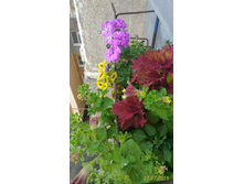 P 20160727 111522 1 p.jpg