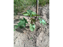 ������ ��������������� ����������