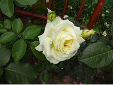 ��������� "����"