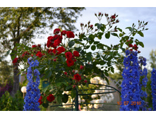 Scarlet Meillandecor (�����)