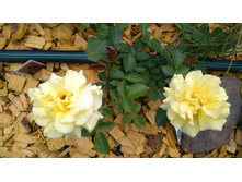 Sparkle Shine (2).JPG