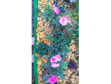 Country Girl (19).JPG