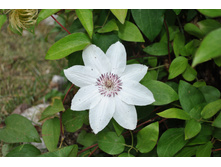 �������� ���������������