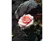 IMG 20160626 101221[1].jpg