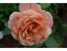 Bengali (������) ������� 2016�