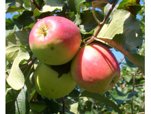 ������ ������������ ��������� 1-����� ������ �� 2�, ������ 10� (������� 10��) 455���..jpg