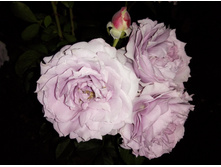 ������� ������