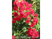 Scarlet Meidiland Décor.jpeg