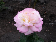 ������ ���