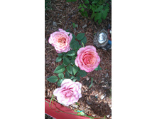 ������ (3).JPG