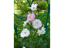 ��������� ����