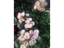 IMG 20160717 172434[1].jpg