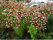 ����� ���������