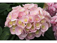 Hydrangea m. You & Me Love - 3,11 ������ �� ������������  � ������ 3 ����
