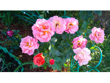 Pumpkin Patch (8).JPG