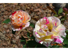 Claude Monet (�������)