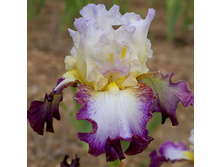 Liseré Pourpre - 11,41