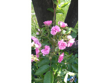 Pink-Grootendorst-nah (9).JPG