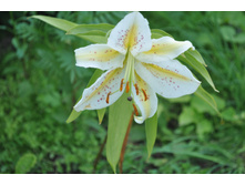 ���� ����