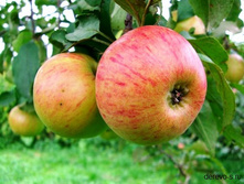 ������ ������������ �������� 1-����� ������ 1,2-1,5� ������ 7-10� (������� 10��) 455���..jpg