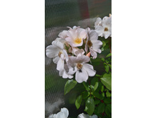 Sally Holmes (4).JPG