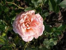 ��� ���������