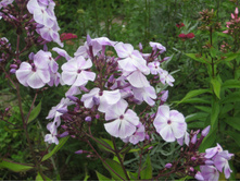 ����� ������