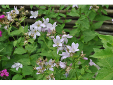 ����������� ����������������