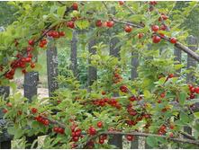 ����� ��������� ���������