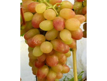 �������� ����� 160���..jpg