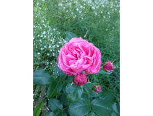 "���������" ���� (�������� ����� ������ ����)