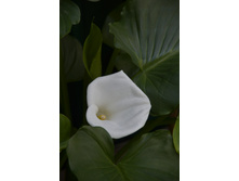 ��������� �����, ������ ��������