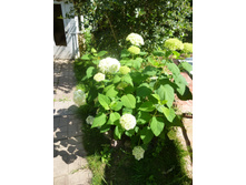 ����������� �����������