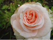 �� ��������